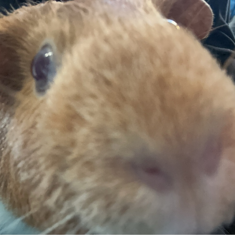 Meet your Posher, Kasey